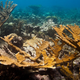 Illustration for article titled Lab-Grown Coral Is the Latest Hail Mary Plan to Save Earths Reefs